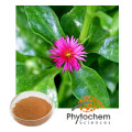 Improve Immunity Food Herbal 10%-98% Andrographolide Andrographis Paniculata Extract//